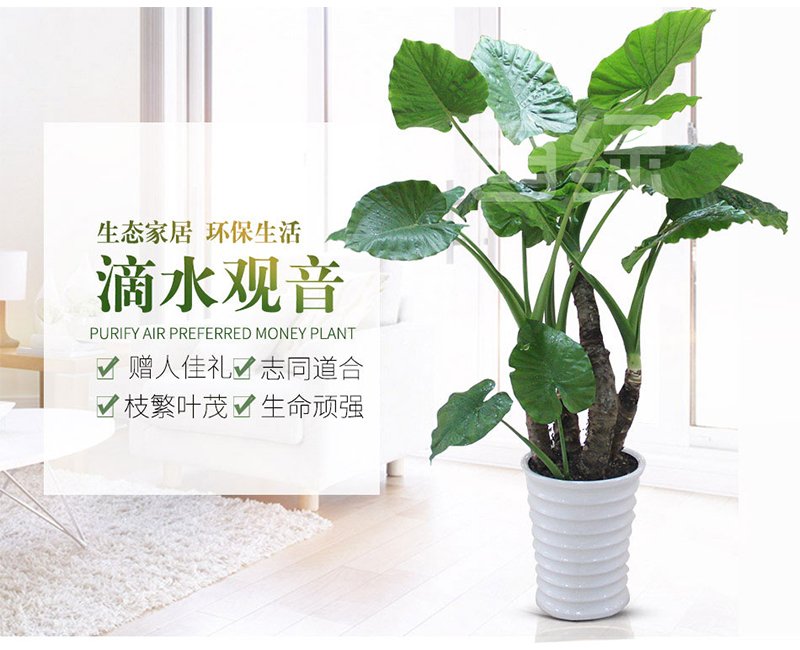 大型滴水觀音盆栽